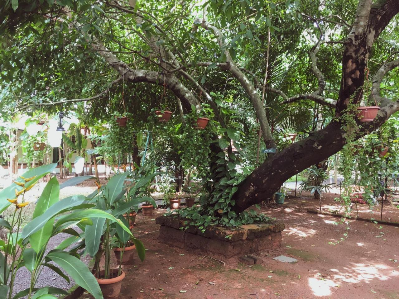 Palm Grove Service Villa Kochi Luaran gambar