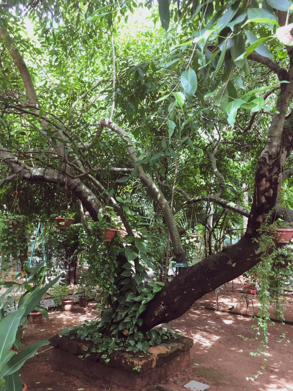 Palm Grove Service Villa Kochi Luaran gambar